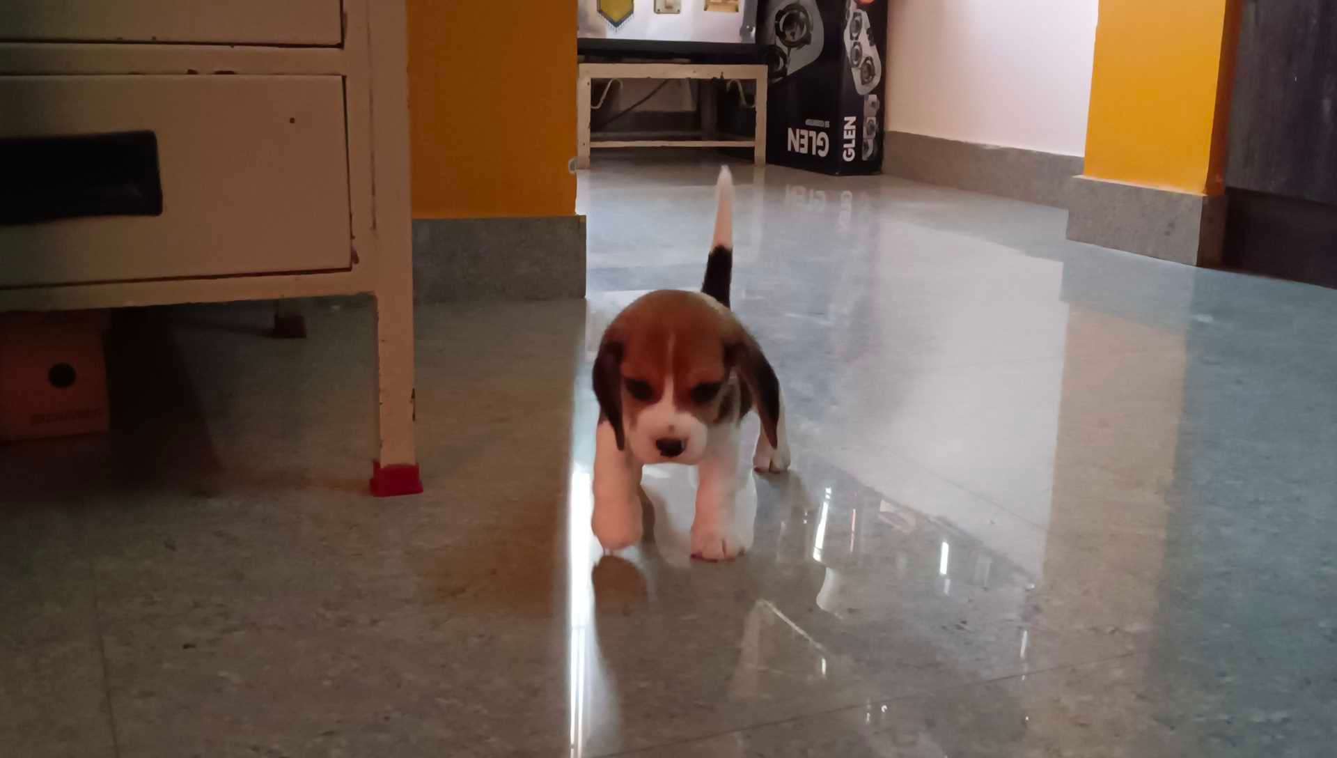 Beagle For Sale In Coimbatore