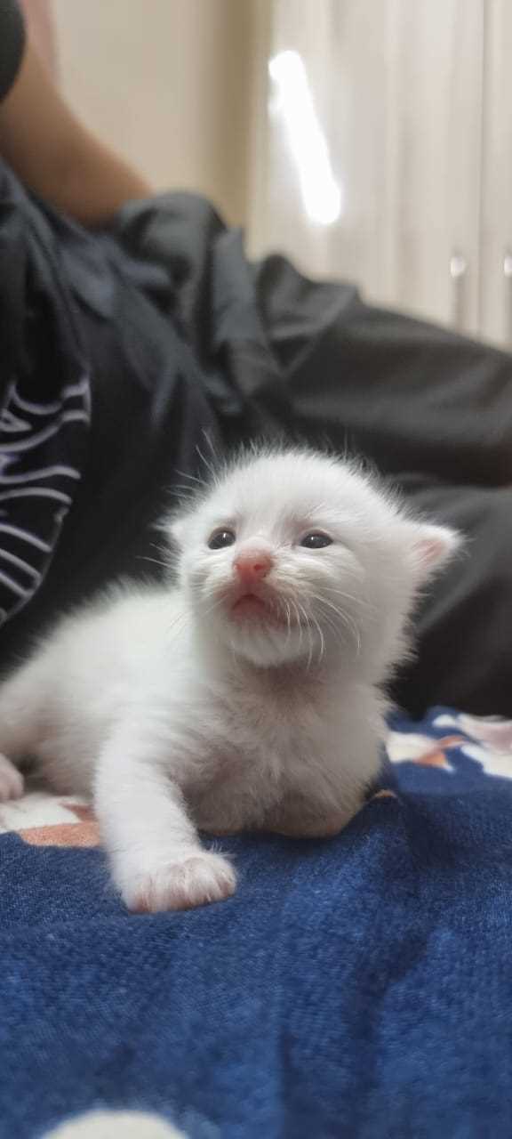 Persian For Sale In Gurgaon