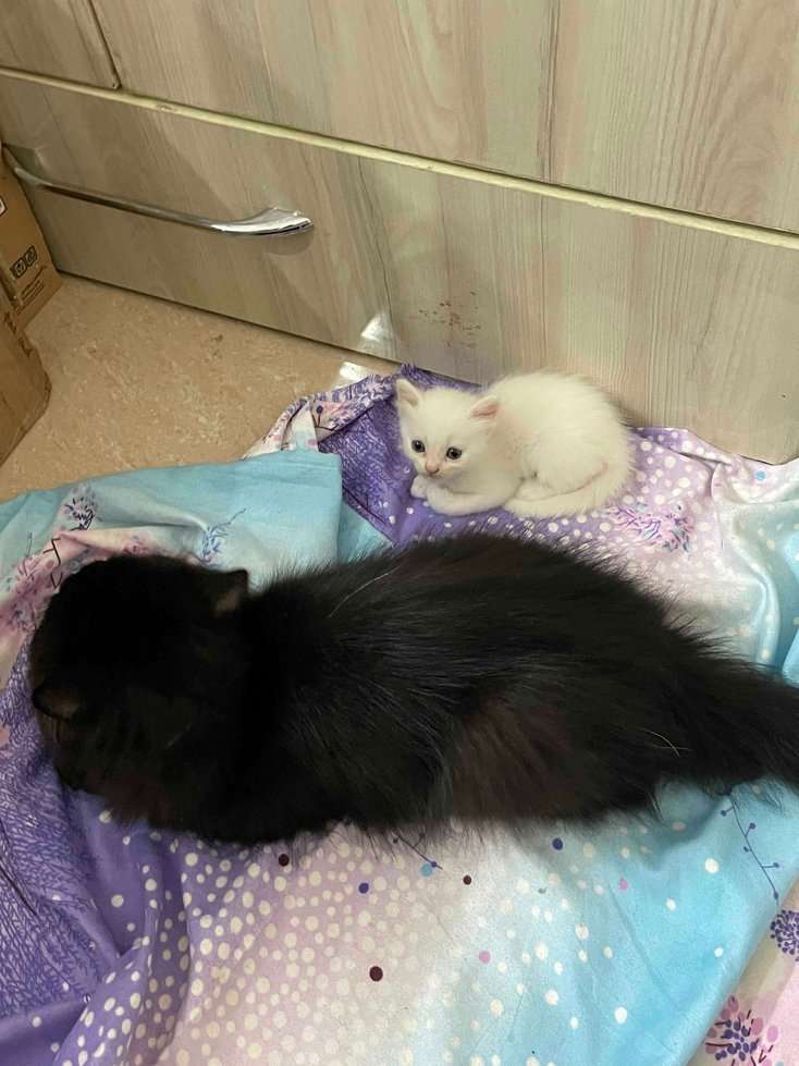 Persian For Sale In Gurgaon