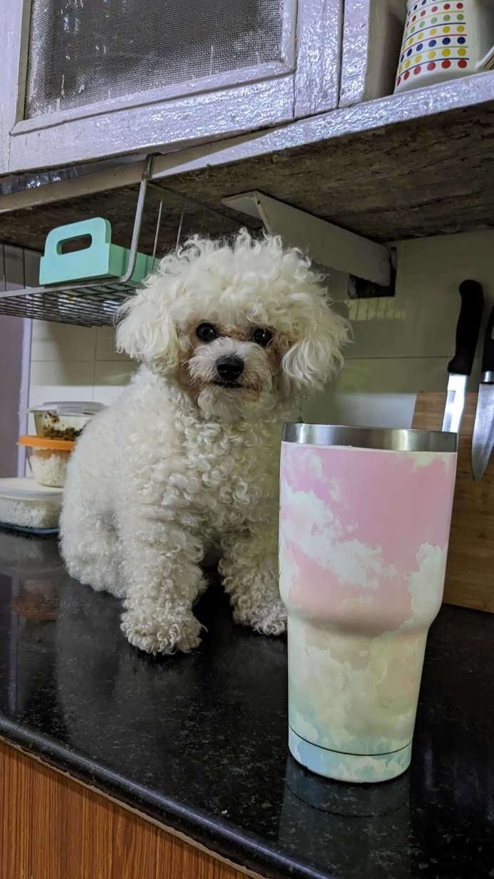 Bichon Frise Dogs For Mating In Indore