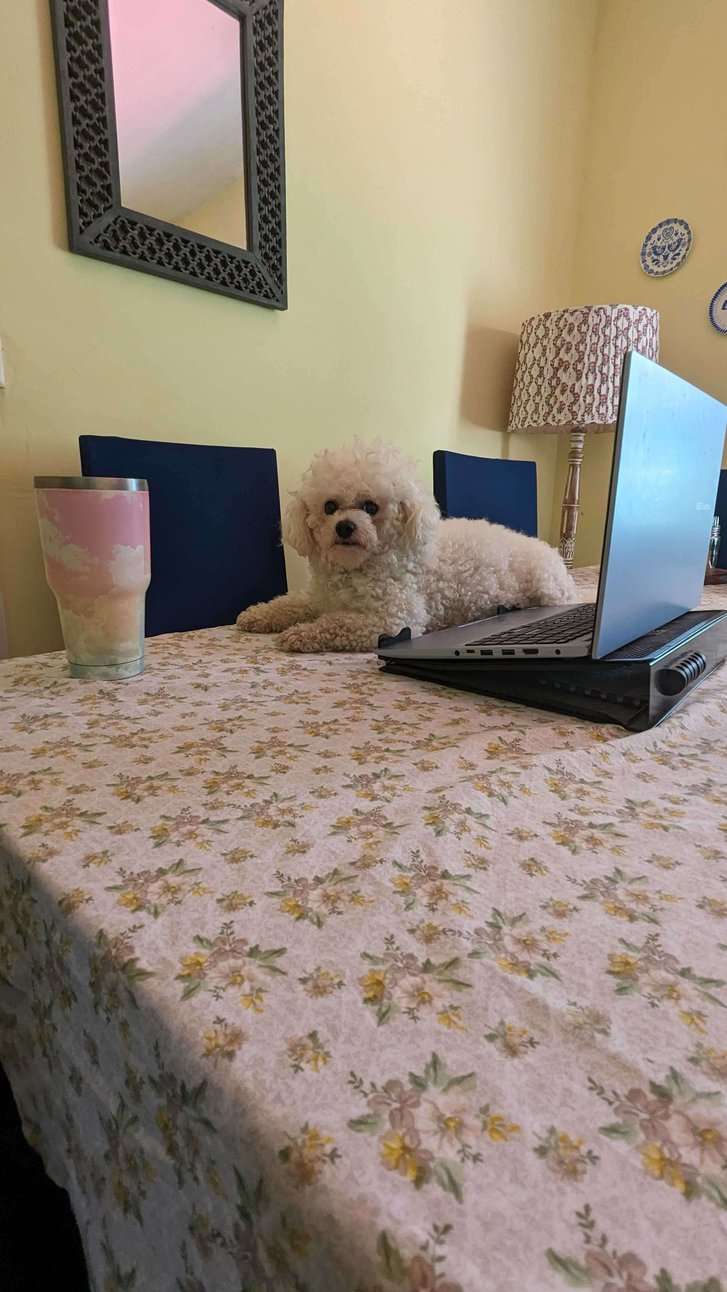 Bichon Frise Dogs For Mating In Indore