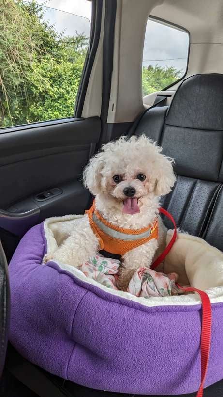 Bichon Frise Dogs For Mating In Indore