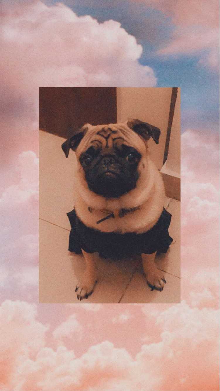 Pug Dogs For Mating In Delhi