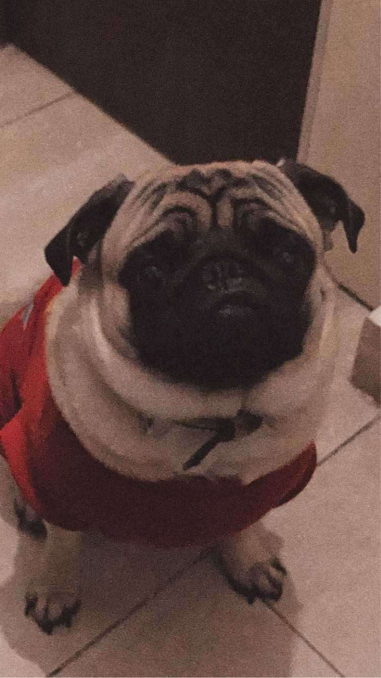Pug Dogs For Mating In Delhi