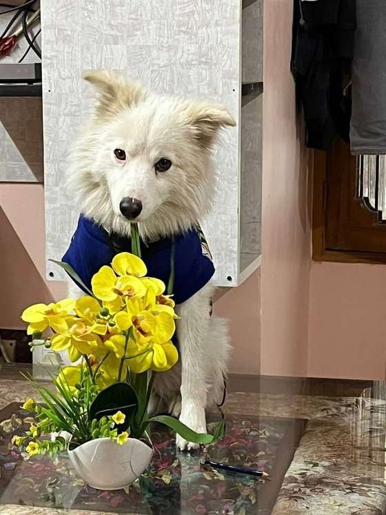 Indian Spitz Dogs For Mating In Lucknow
