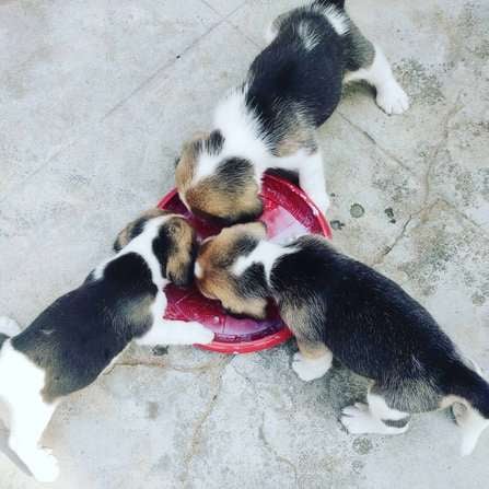 Beagle For Sale In Kota