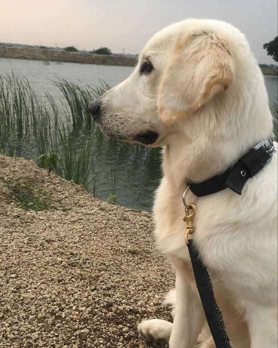 Golden Retriever Dogs For Mating In Guntur
