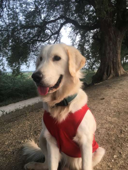 Golden Retriever Dogs For Mating In Guntur