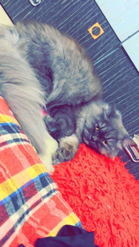 Persian Dogs For Mating In Bangalore