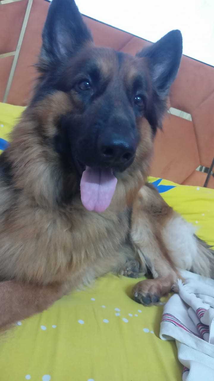 German Shepherd Dogs For Mating In Mathura