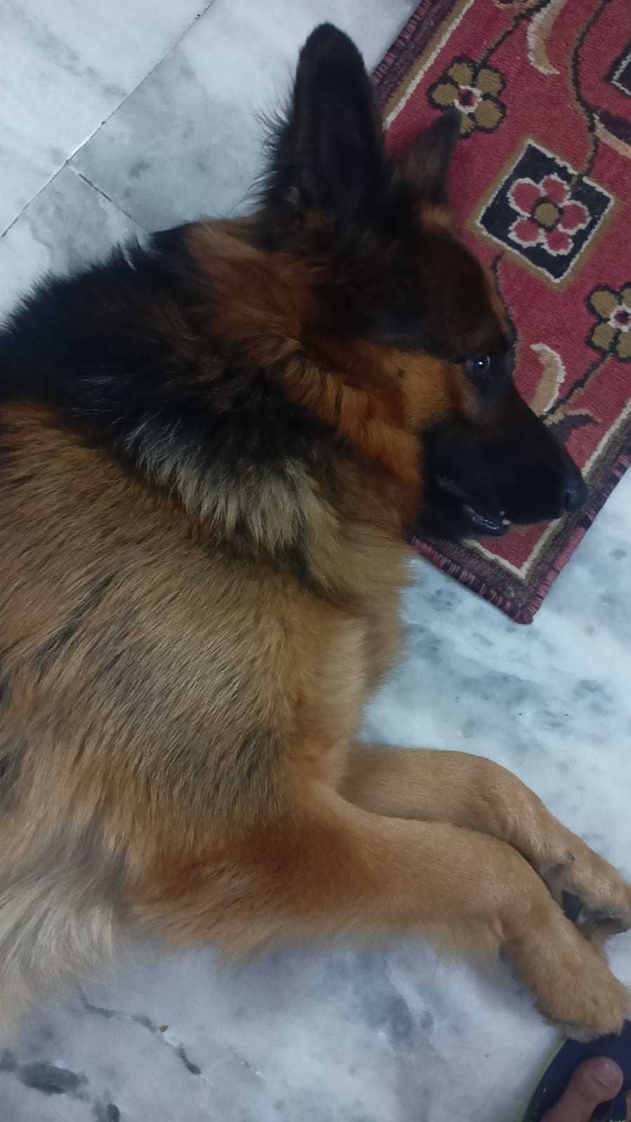 German Shepherd Dogs For Mating In Mathura