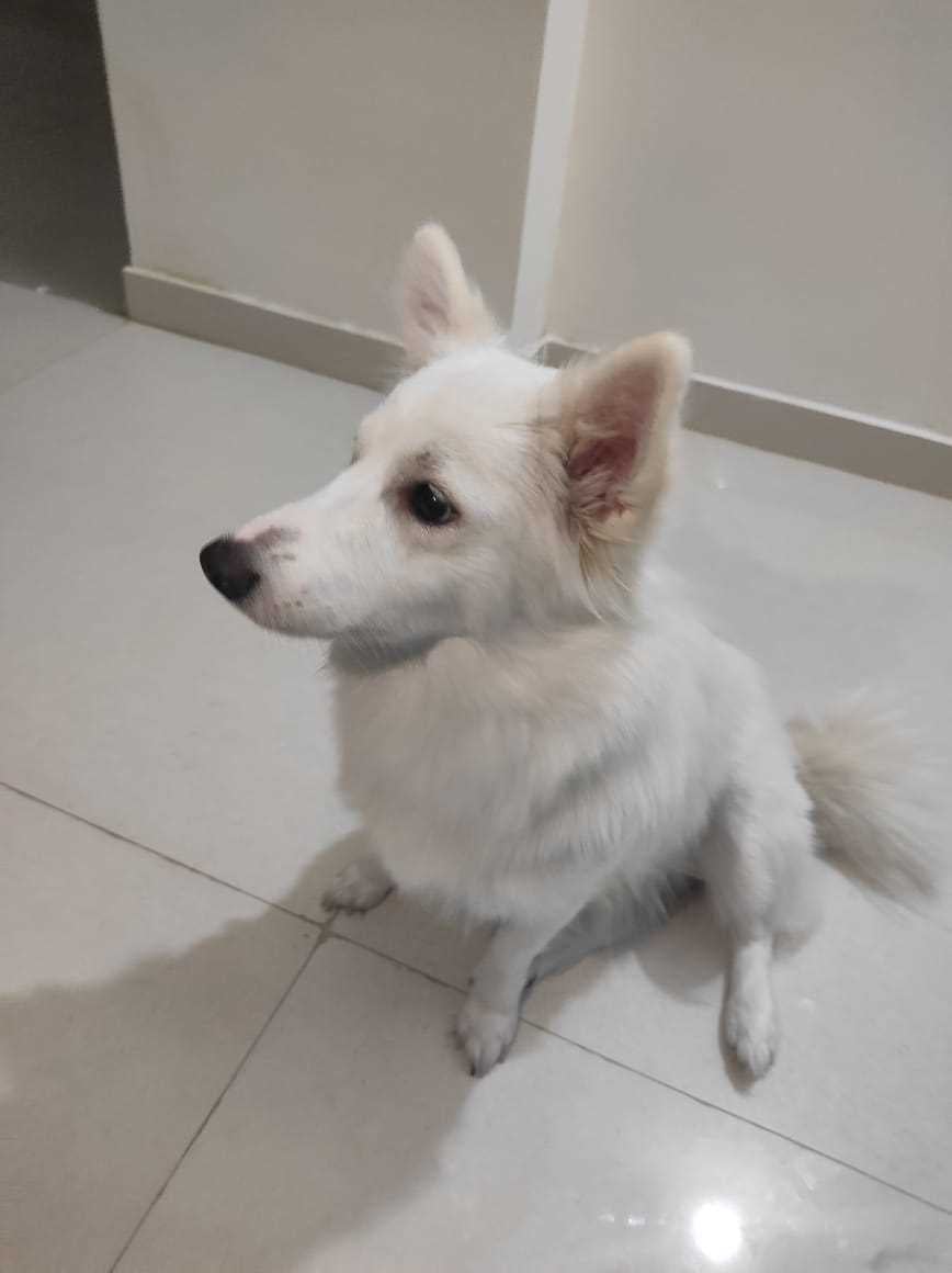 Pomeranian For Adoption In Chandigarh