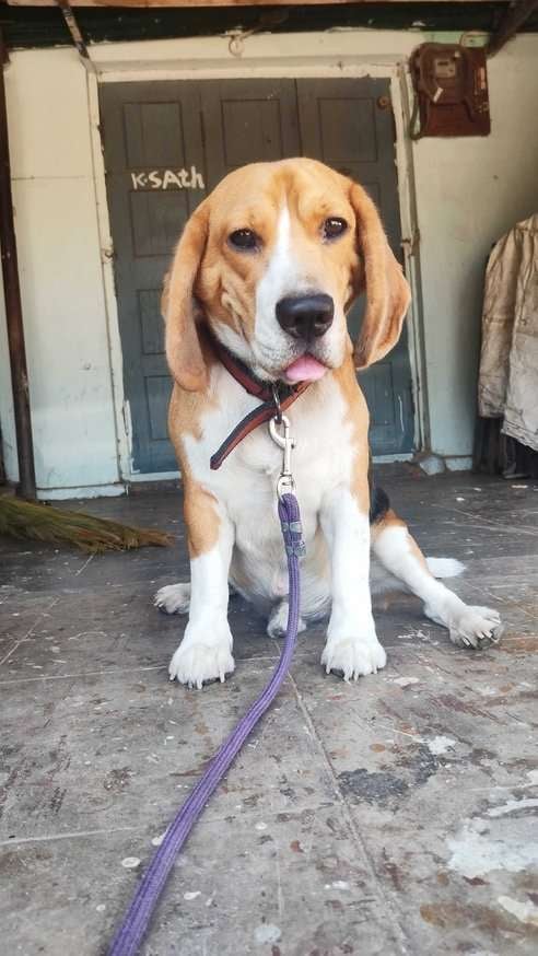Beagle Dogs For Mating In Visakhapatnam