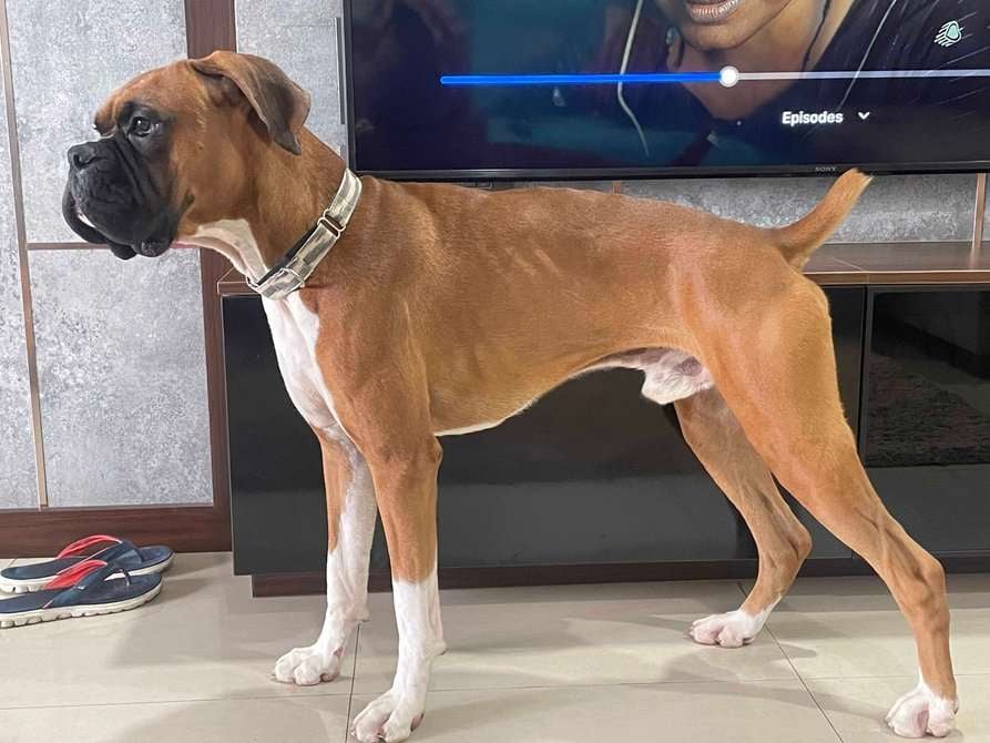 Boxer Dogs For Mating In Bangalore
