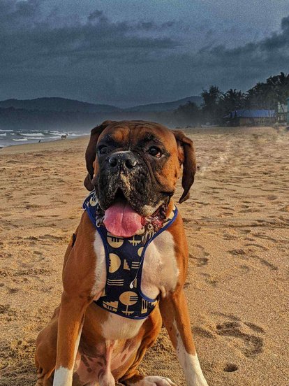 Boxer Dogs For Mating In Bangalore