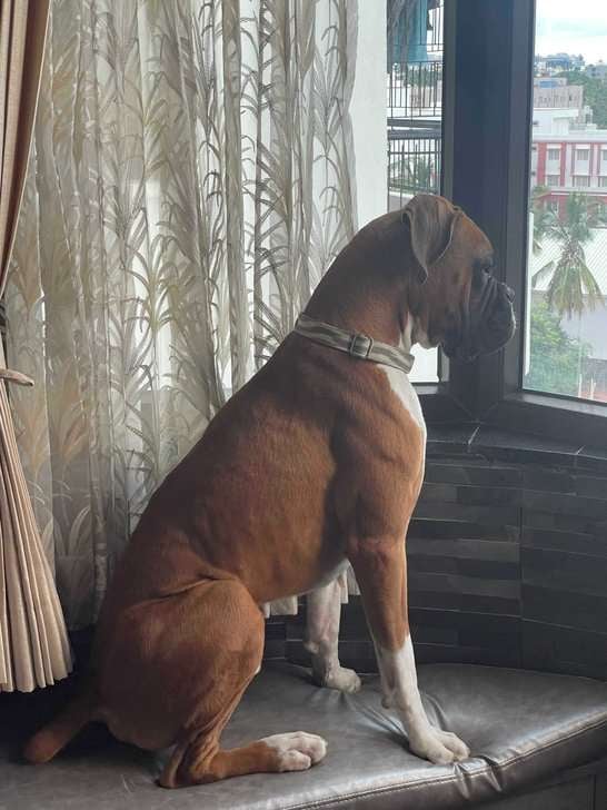 Boxer Dogs For Mating In Bangalore