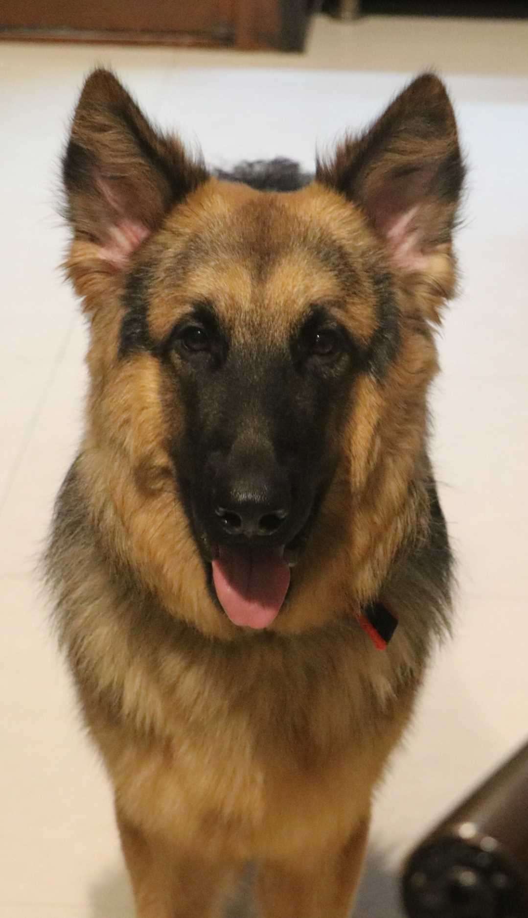 German Shepherd Dogs For Mating In Delhi