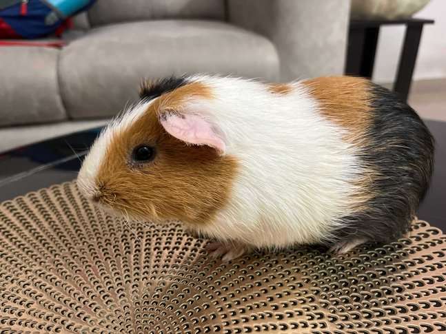 Guinea Pigs For Adoption In Noida