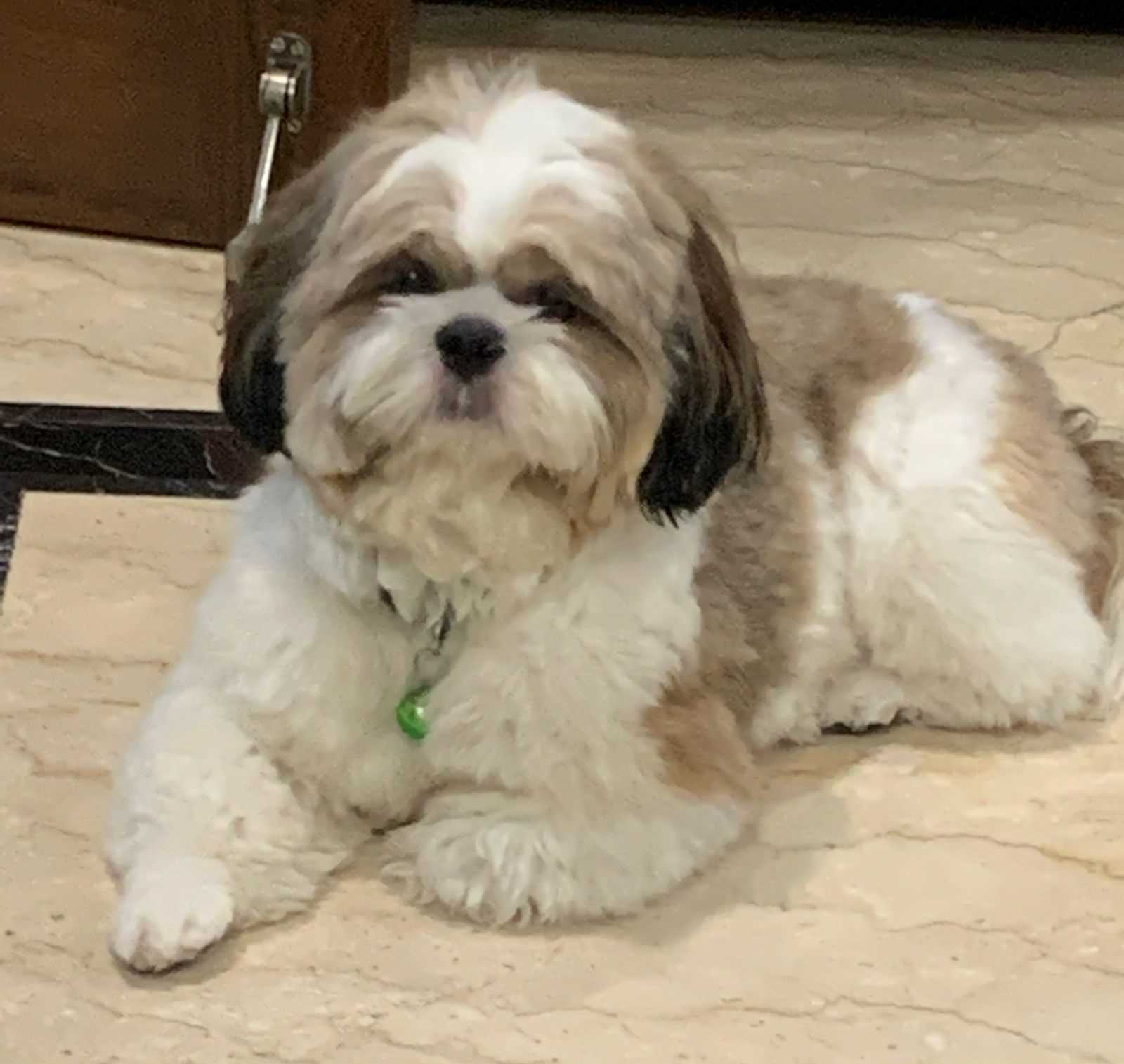 Shih Tzu Dogs For Mating In Delhi