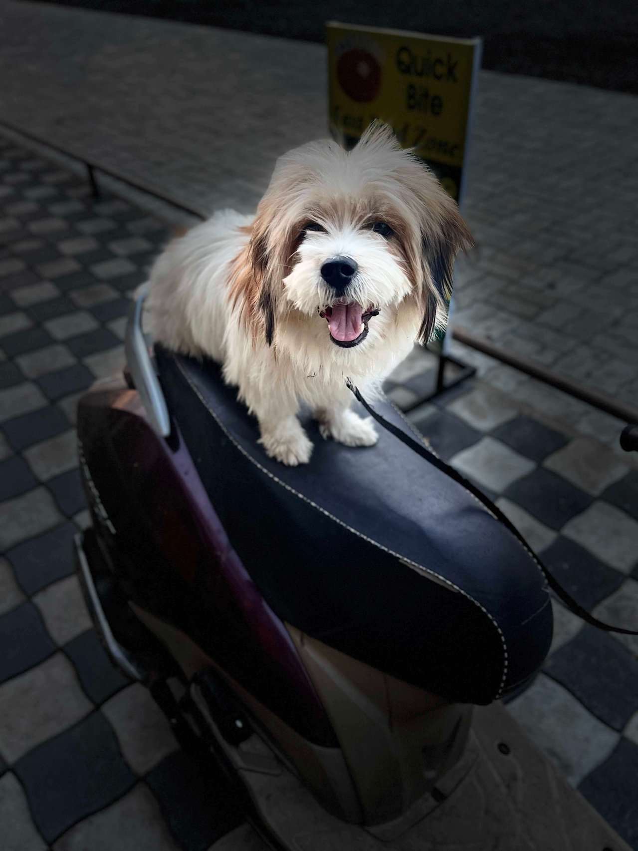 Lhasa Apso Dogs For Mating In Vadodara