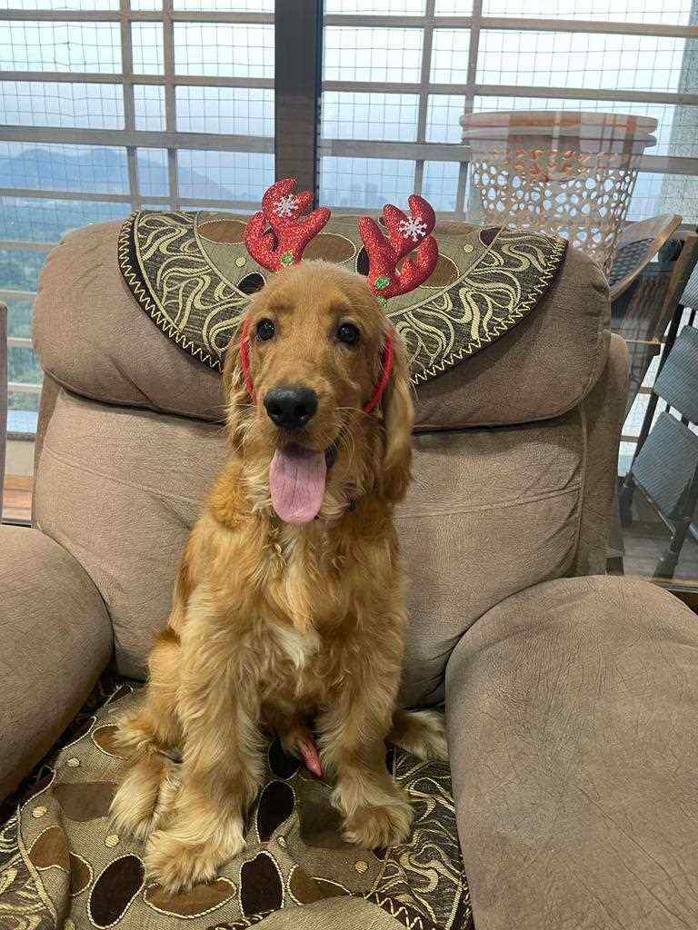 Cocker Spaniel Dogs For Mating In Mumbai