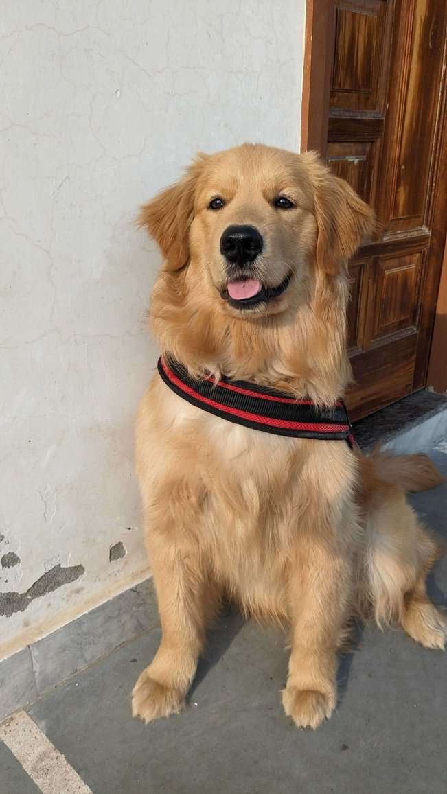 Golden Retriever Dogs For Mating In Delhi