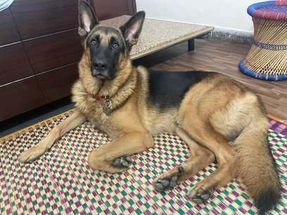 German Shepherd Dogs For Mating In Delhi