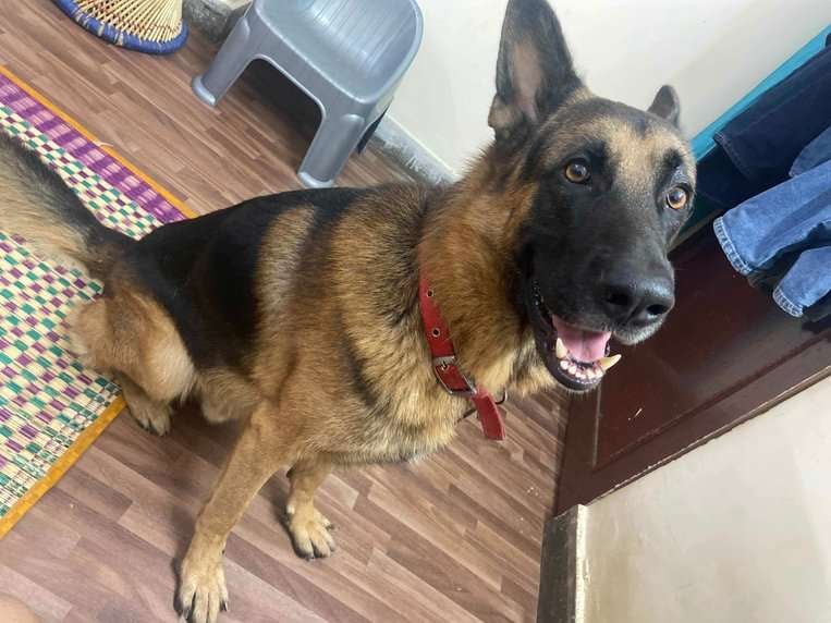 German Shepherd Dogs For Mating In Delhi