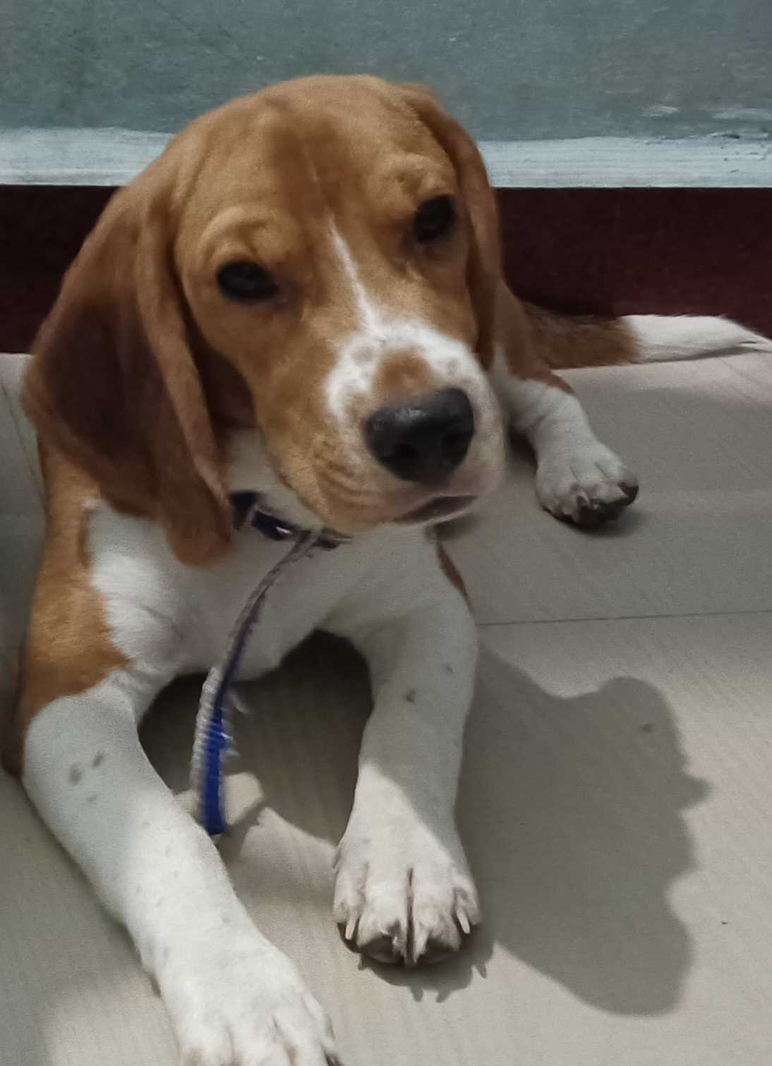 Beagle Dogs For Mating In Chennai