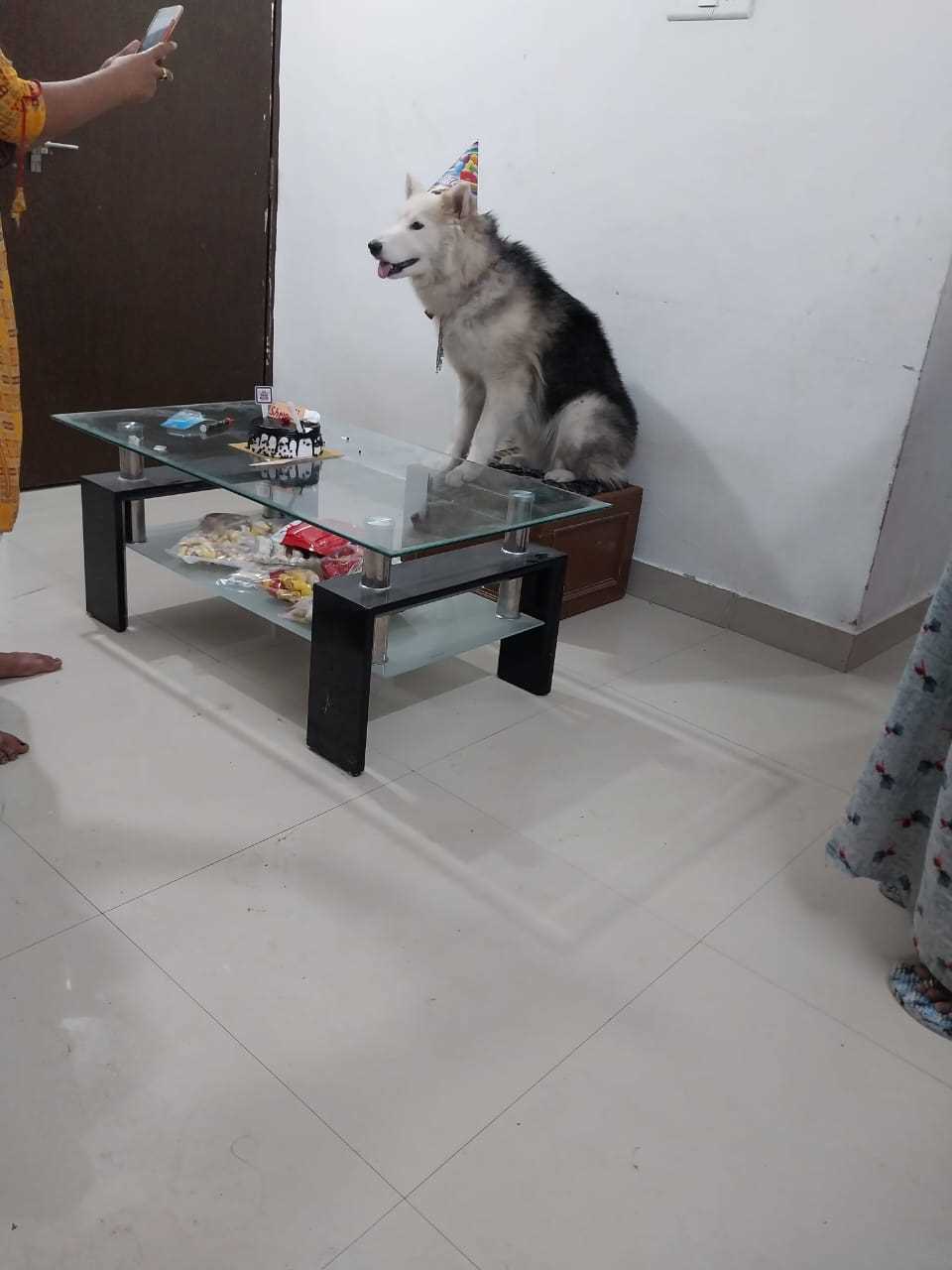 Siberian Husky Dogs For Mating In Pune