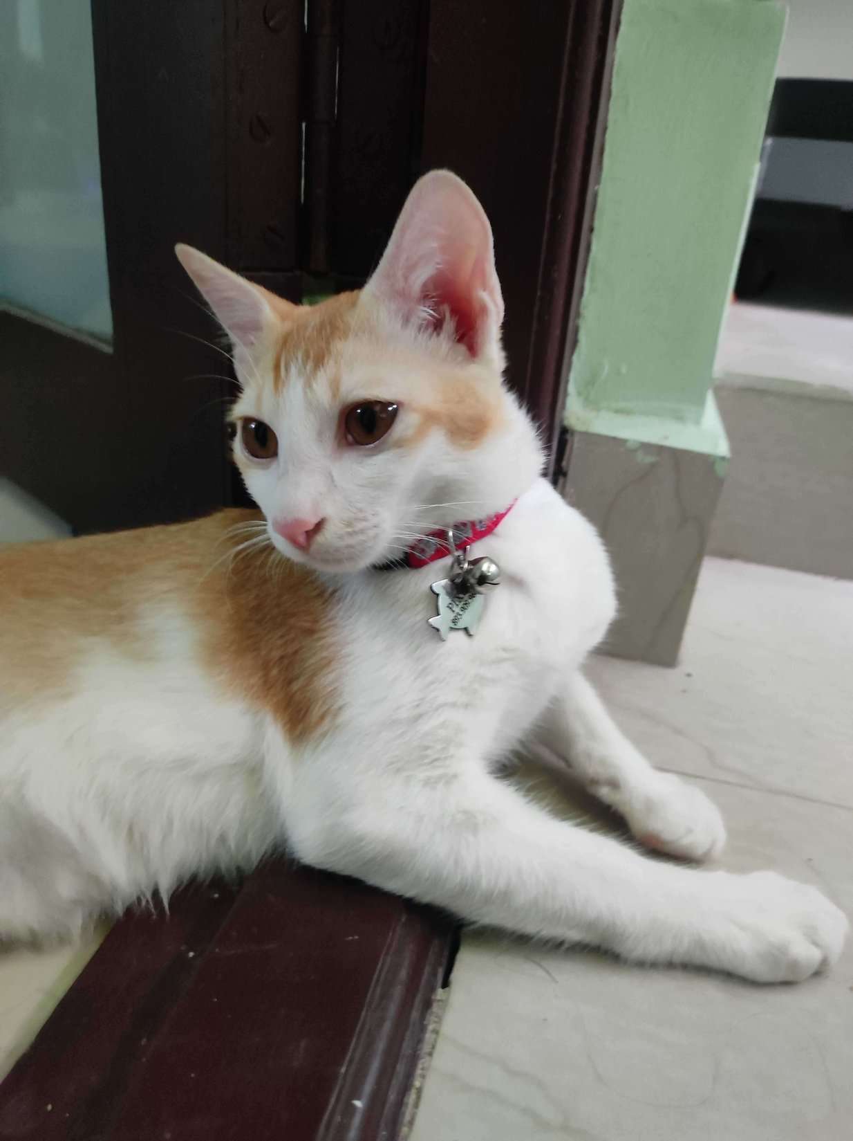 Indian Breed Dogs For Mating In Chennai