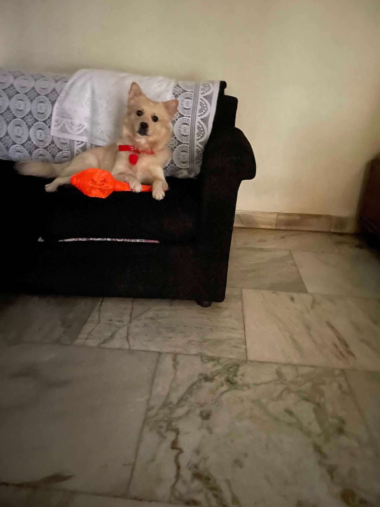 German Spitz Dogs For Mating In Bhubaneswar