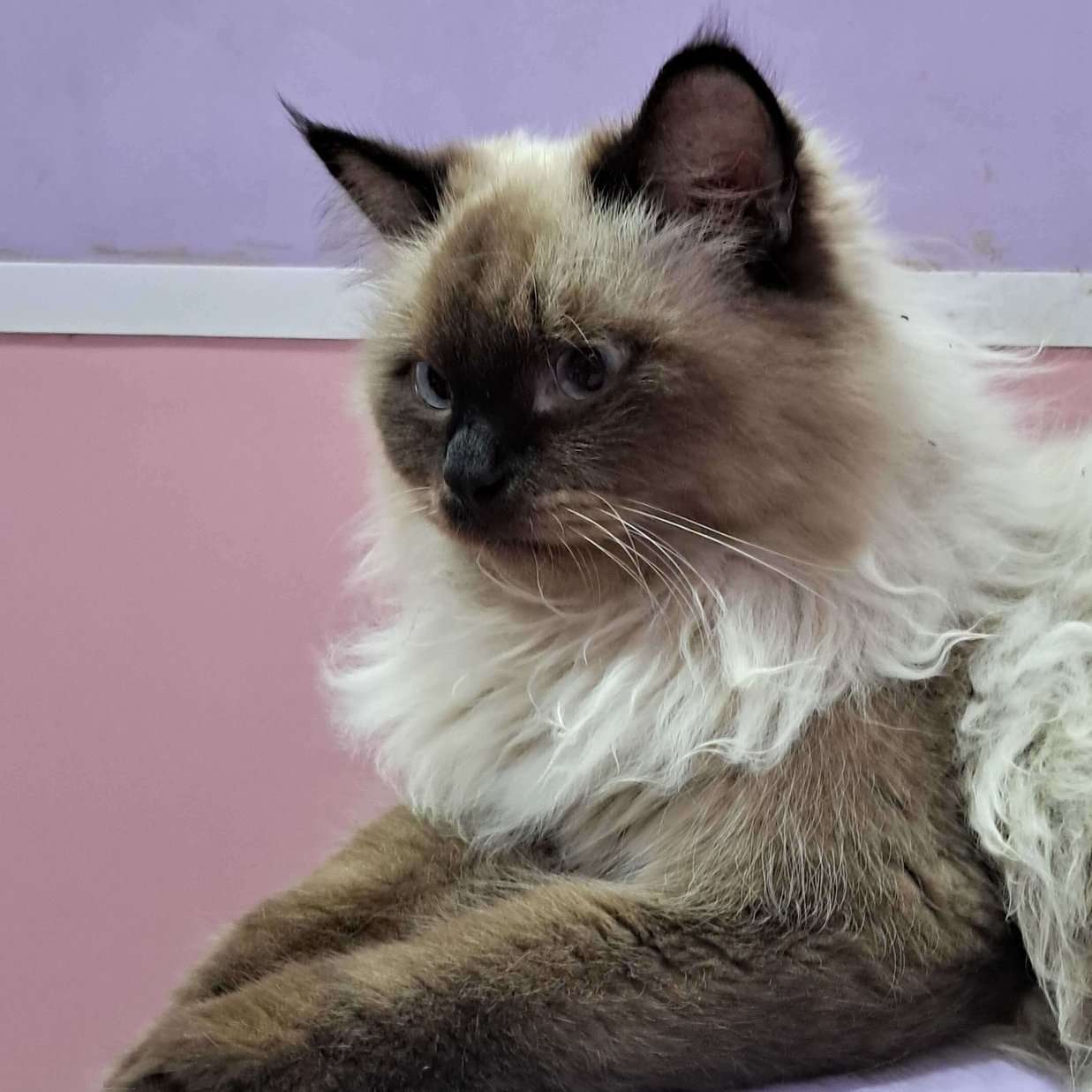 Ragdoll For Adoption In Kanpur