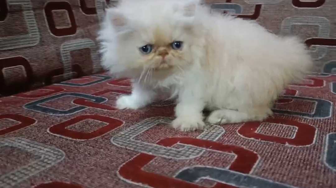 British Shorthair For Sale In Hyderabad