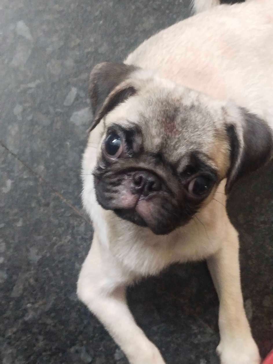 Pug For Sale In Thrissur