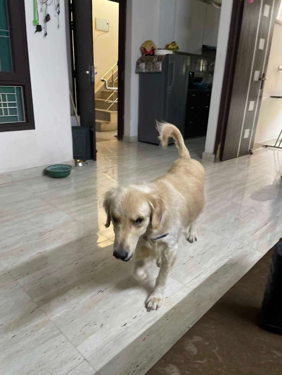 Golden Retriever Dogs For Mating In Gurgaon