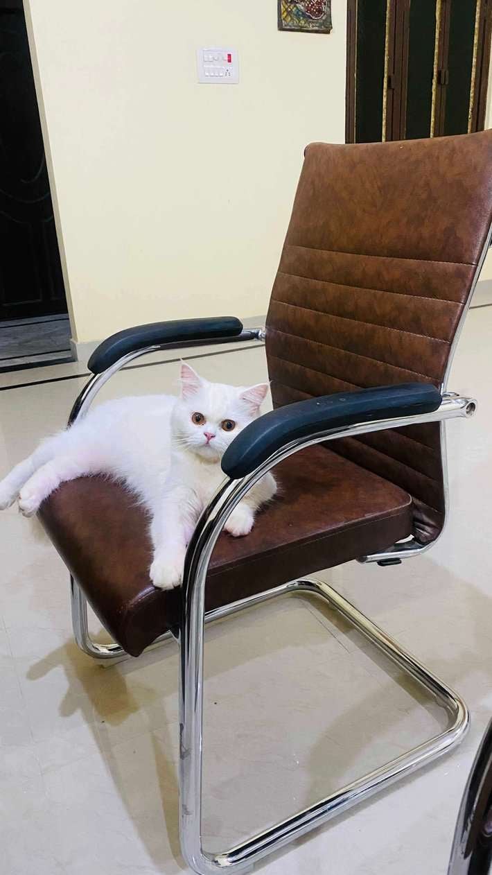 Persian Dogs For Mating In Allahabad