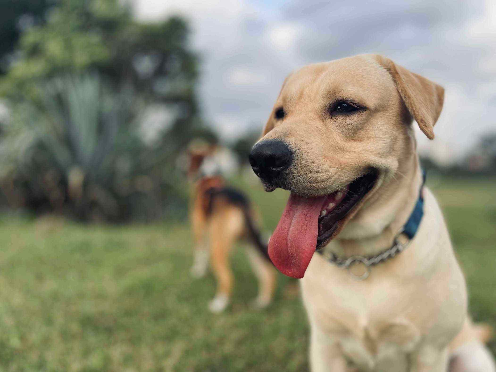 Labrador Retriever Dogs For Mating In Bangalore