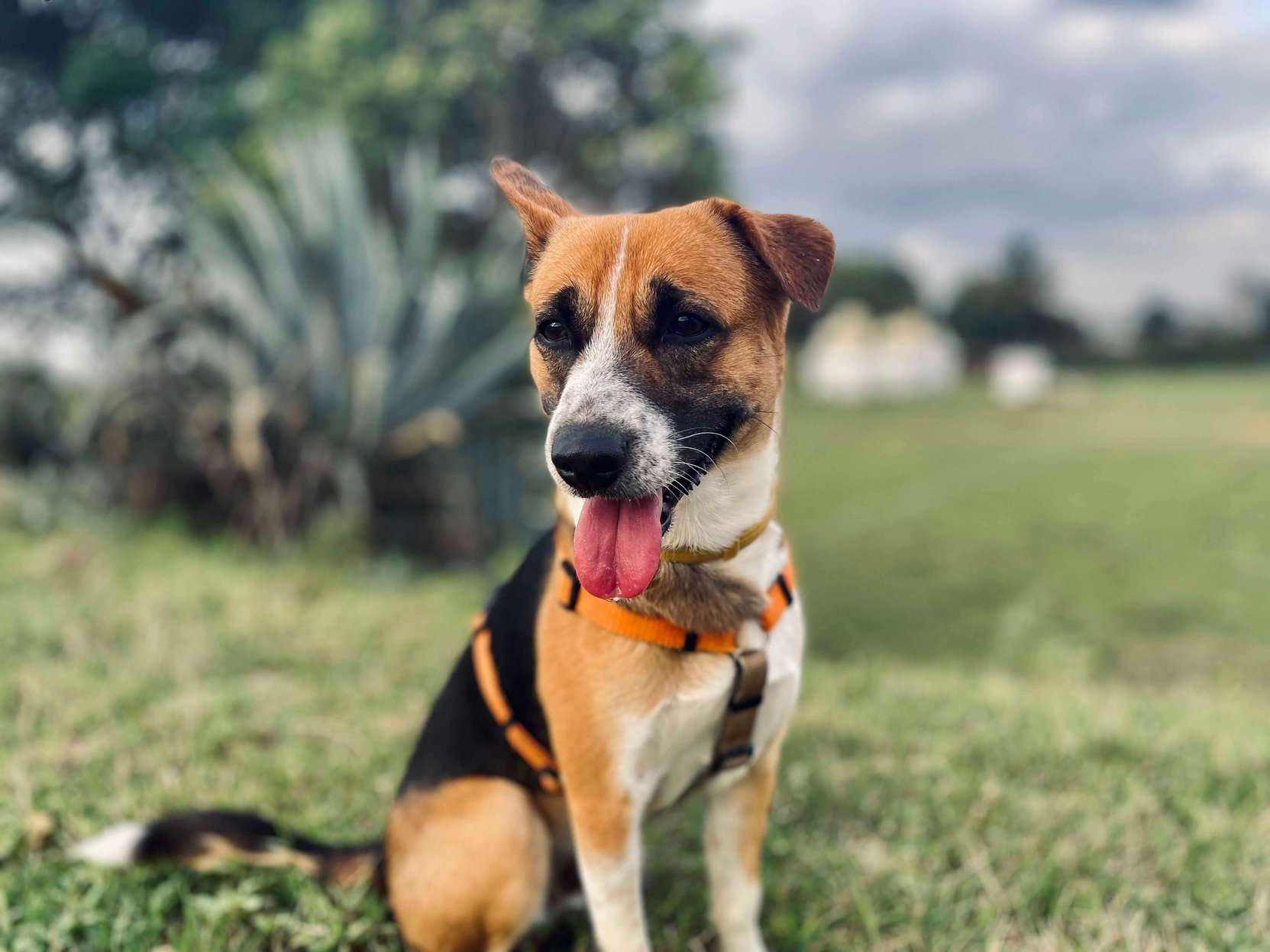 Indian Breed Dogs For Mating In Bangalore