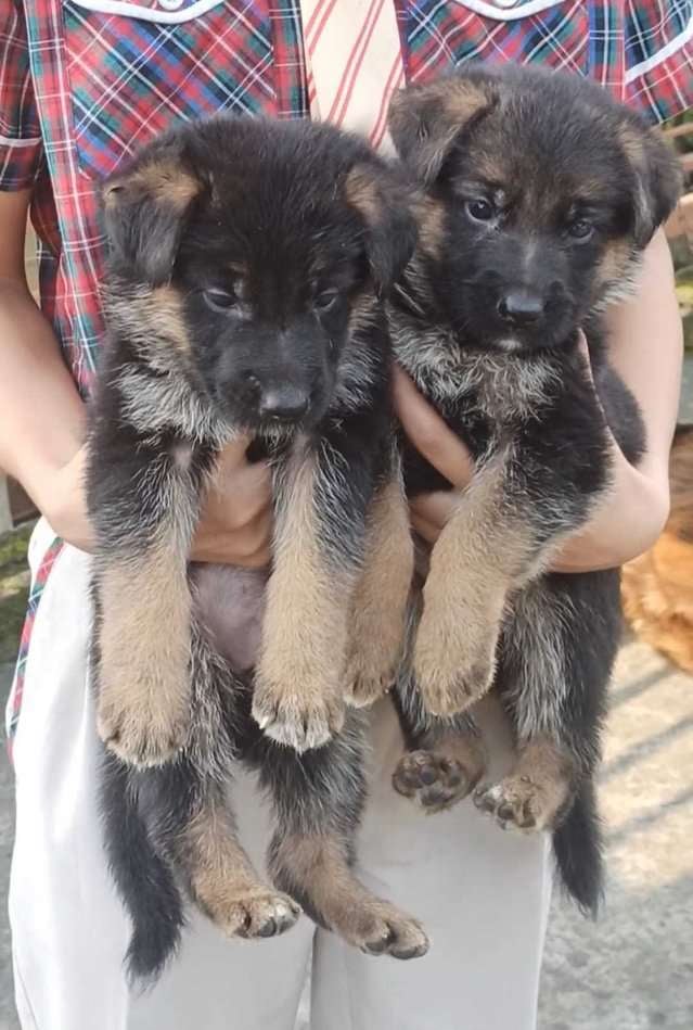 German Shepherd For Sale In Chandigarh