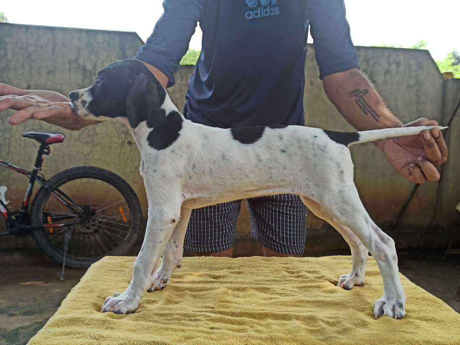 Pointer For Sale In Chandigarh