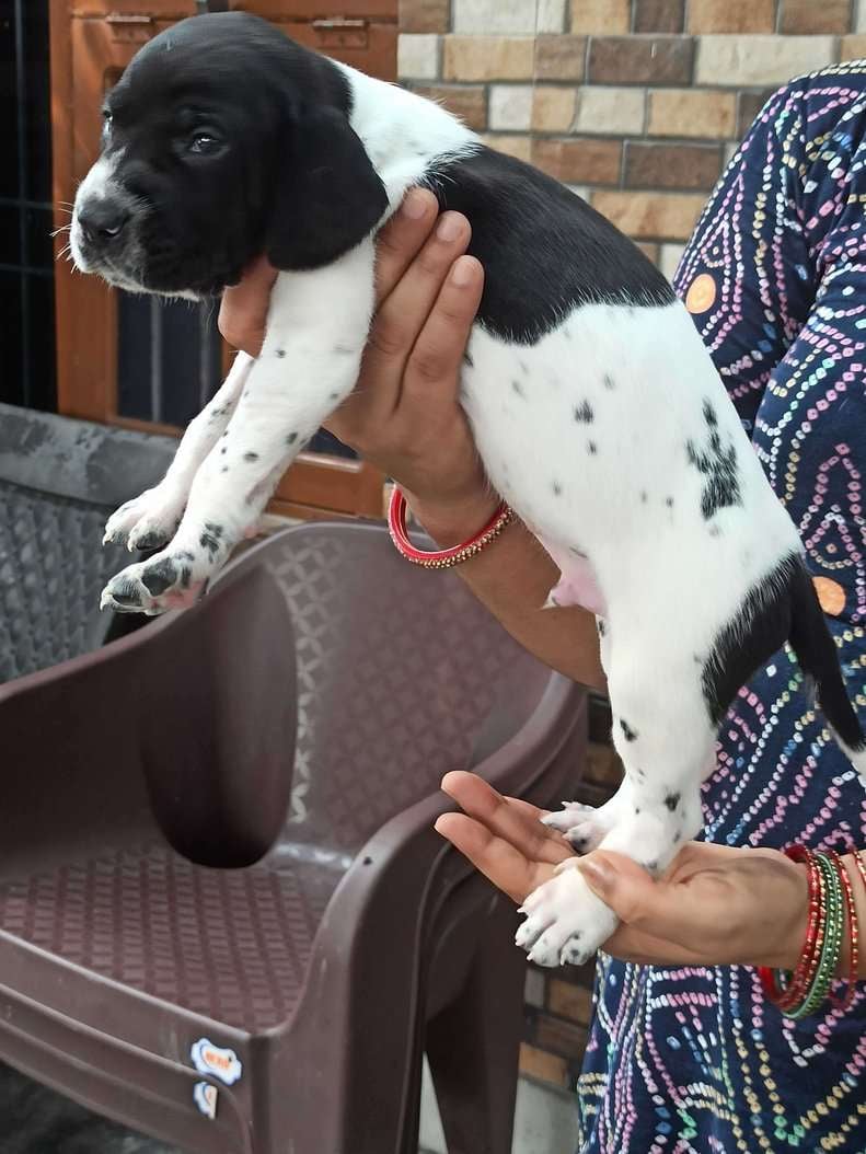 Pointer For Sale In Chandigarh