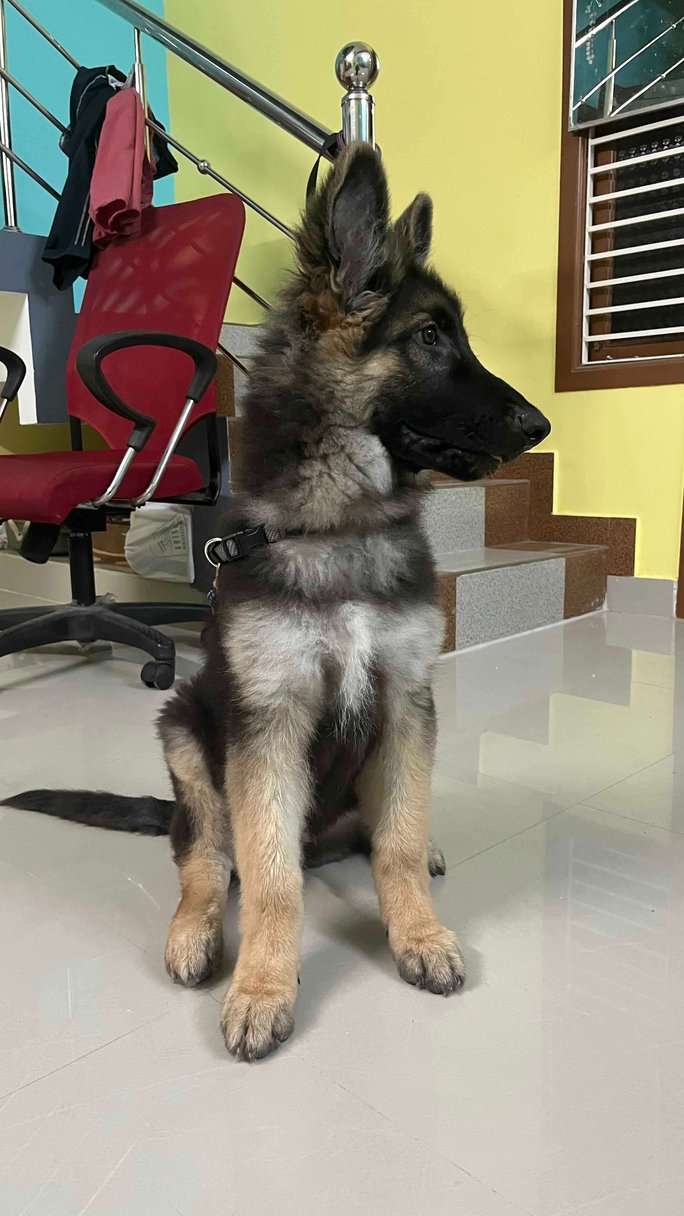 German Shepherd For Sale In Pondicherry