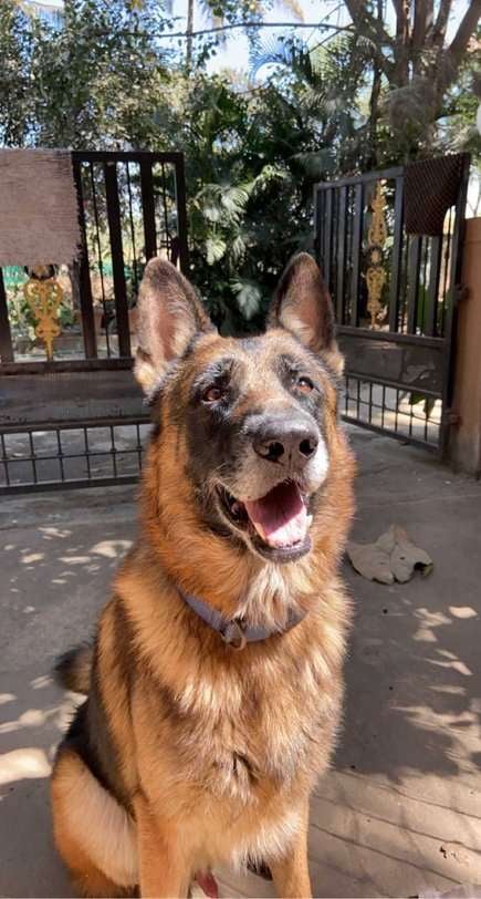 German Shepherd Dogs For Mating In Bangalore