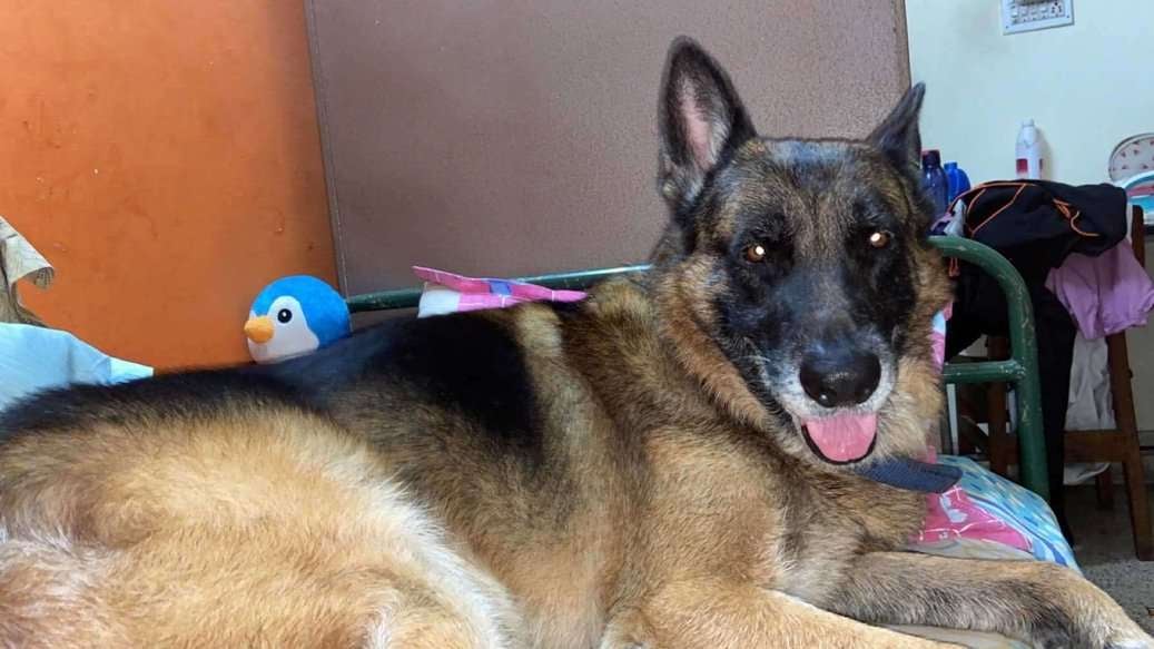 German Shepherd Dogs For Mating In Bangalore