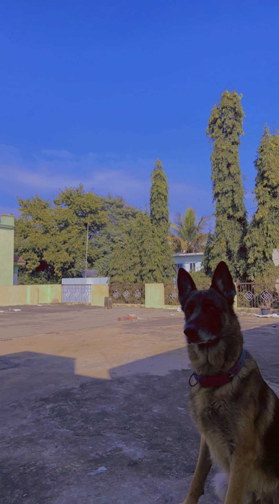 German Shepherd Dogs For Mating In Bangalore