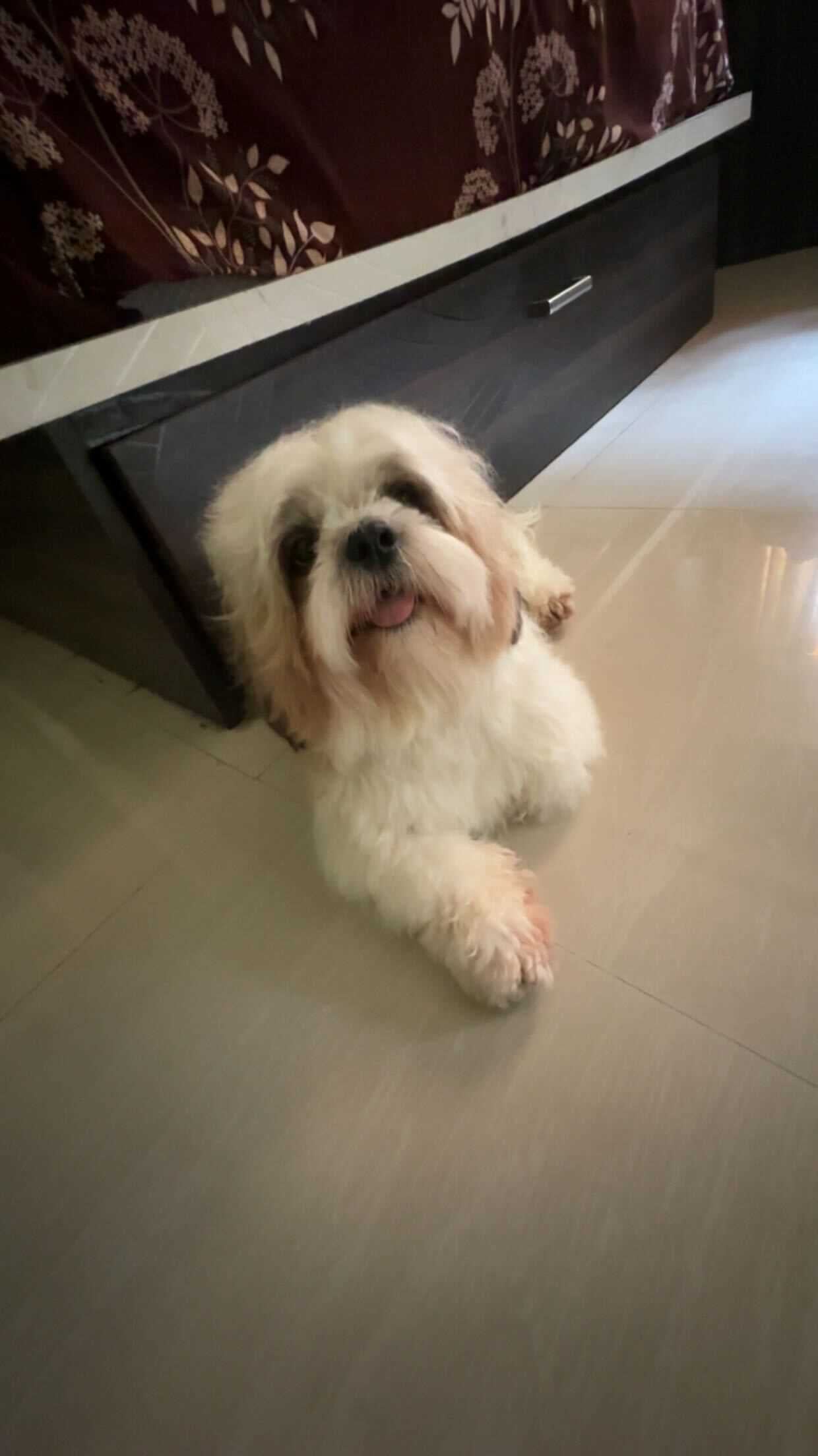 Shih Tzu Dogs For Mating In Hyderabad