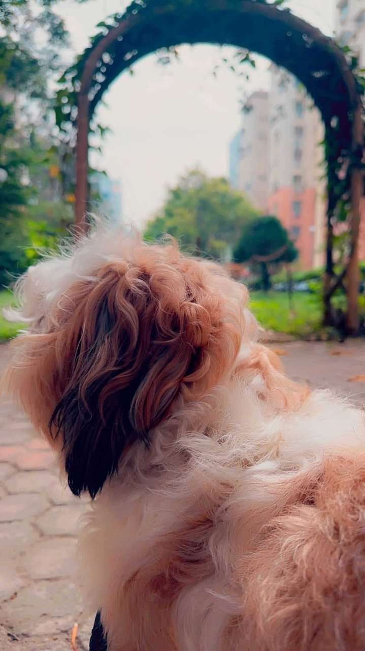 Shih Tzu Dogs For Mating In Hyderabad