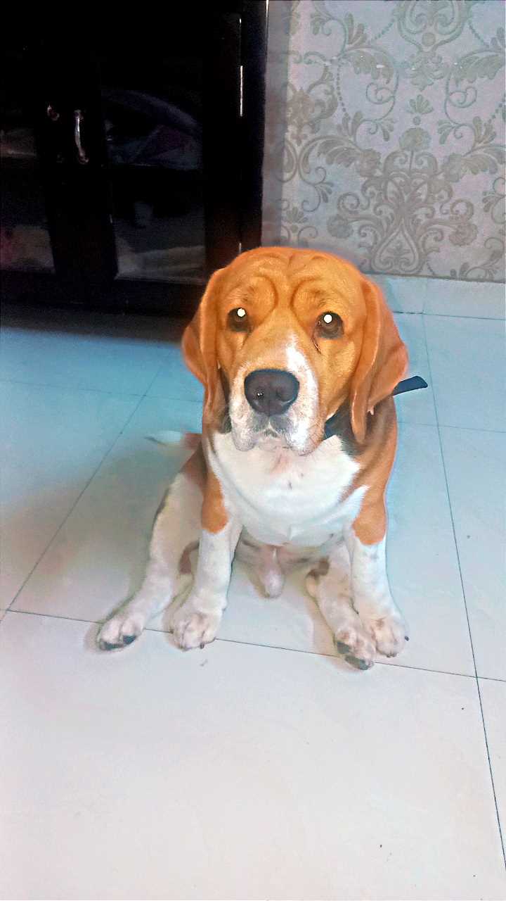 Beagle Dogs For Mating In Karnal
