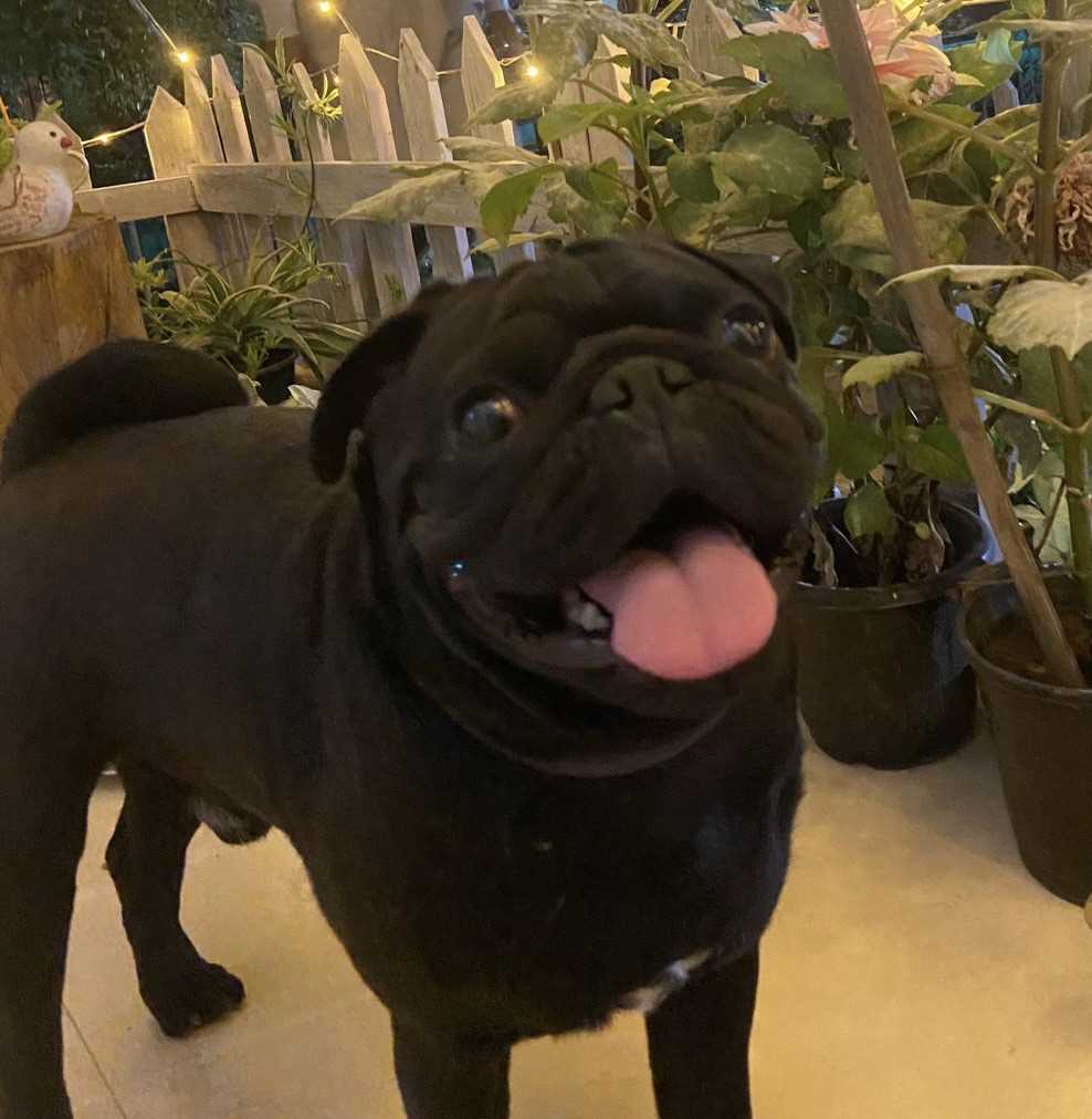 Pug Dogs For Mating In Delhi